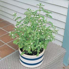 Sweet Leaf Plant