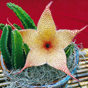 Giant Starfish Flower