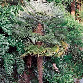 Hardy Windmill Palm