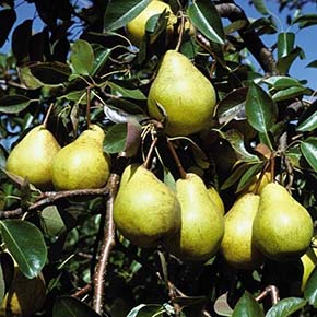 Kieffer Standard Pear Tree