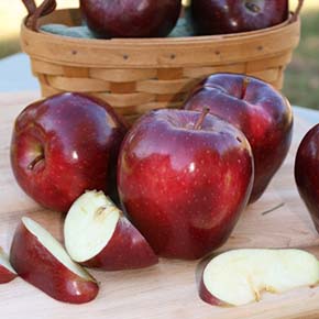Red Delicious Dwarf Apple 
