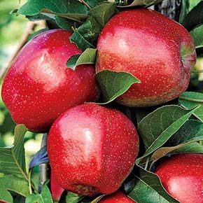 Red Jonathan Dwarf Apple