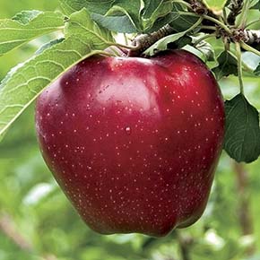 Red Delicious Standard Apple Tree