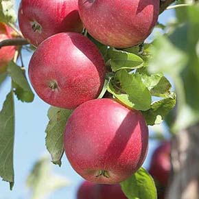 Red Jonathan Standard Apple Tree