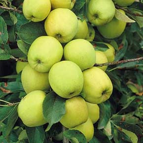 Yellow Transparent Standard Apple Tree