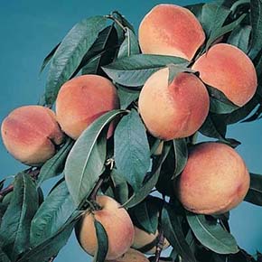 Elberta Dwarf Peach Tree