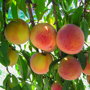 Hale Haven Dwarf Peach Tree