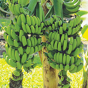 Double Banana Plant