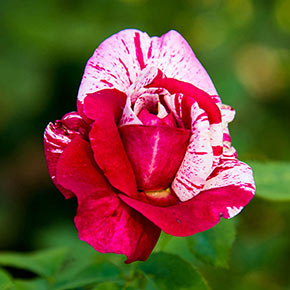 Scentimental™ Jumbo Floribunda Rose