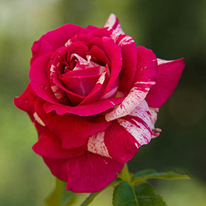 Scentimental™ Jumbo Floribunda Rose