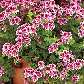 Angel's Perfume Citronella Geranium