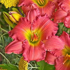 Passionate Returns Reblooming Daylily