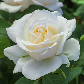 Easy Spirit™ Jumbo Floribunda Rose
