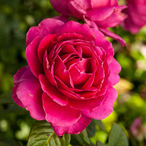 Pretty Lady Rose™ Jumbo Hybrid Tea Rose