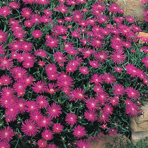 Purple Ice Plant