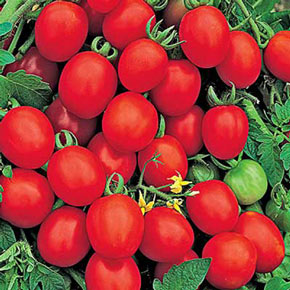Sugar Plum F1 Tomato Plant