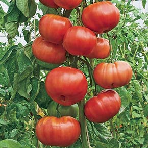 Burgess Climbing Trip-L-Crop Tomato Plant