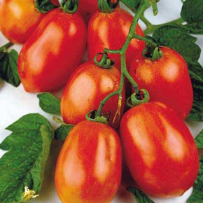 Roma Tomato Plants