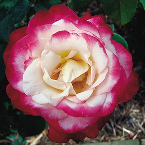 Two-Tone Rose
