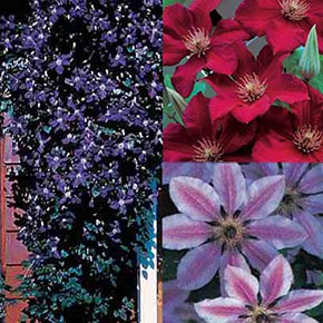 Clematis Lovers Collection