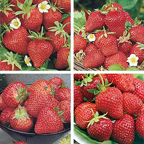 Everbearing Strawberry Collection