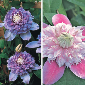 Double Clematis Collection