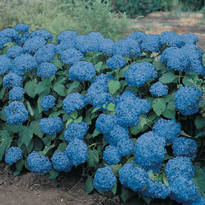 True Blue Hydrangea