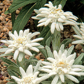 Edelweiss