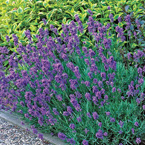 Essence Purple Lavender