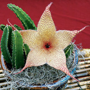 Giant Starfish Flower
