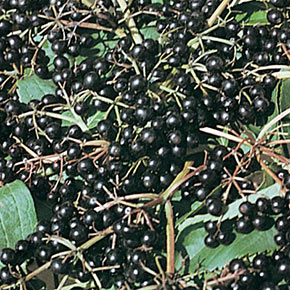 Elderberries Pair Collection