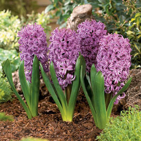 Purple Sensation Hyacinth