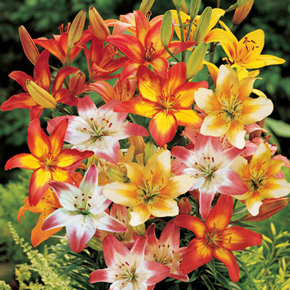 Asiatic Bicolor Lily Mix