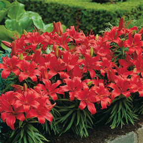 Red Carpet Border Lily