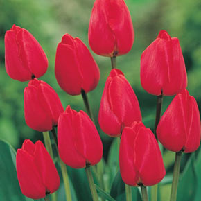 Red Apeldoorn Tulip