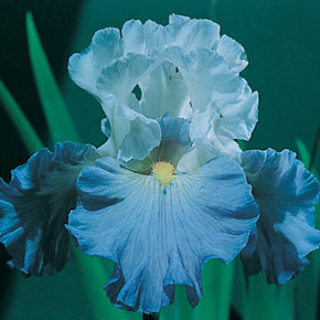 Most Popular Iris Collection