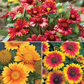Arizona Gaillardia Collection