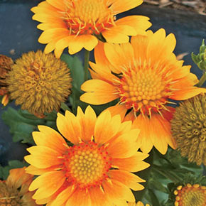 Arizona Gaillardia Collection