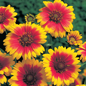Arizona Gaillardia Collection