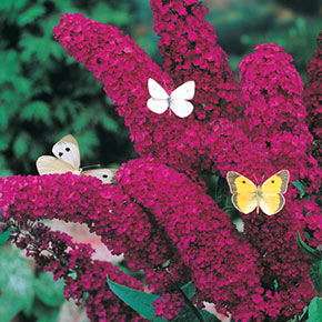 Butterfly Bush Collection