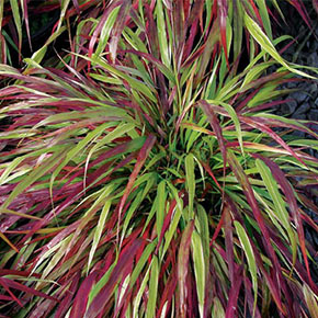 Red Wind Forest Grass