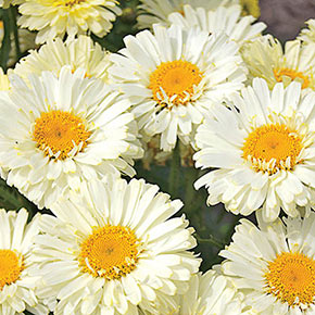 Marshmallow Daisy