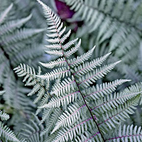 Ghost Fern