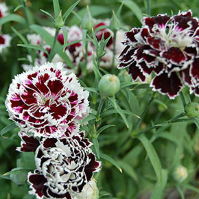 Velvet 'n Lace Hardy Carnation