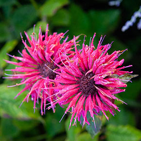 Purple Bee Balm