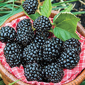 Arapaho Rubus Blackberry