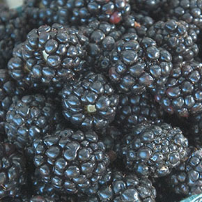 Ouachita Rubus Blackberry
