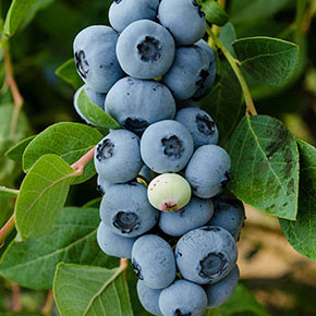 Blueberry Legacy