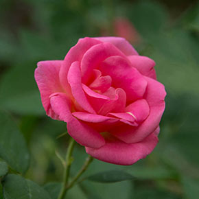 Pink Freedom Jumbo Rose