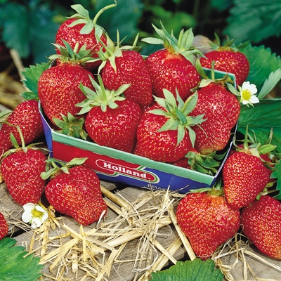 Surecrop Strawberry